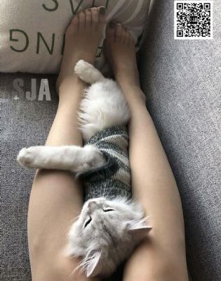 国产版奥迪q2l_国语版高清